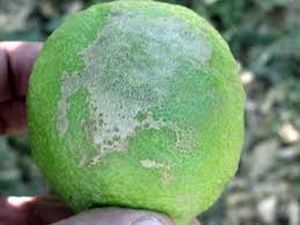 uploads/images/pest/citrus thrips.jpg